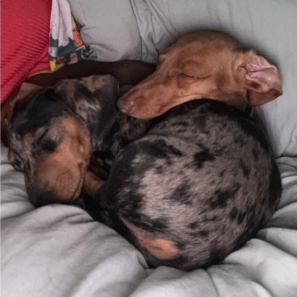 🩷ARM CANDEE LUX IS LIVE🩷
⚡️LIKE THIS FLYER⚡️GET NOTIFIED WHEN WE’RE⭐️LIVE⭐️ - Picture 3 of 12